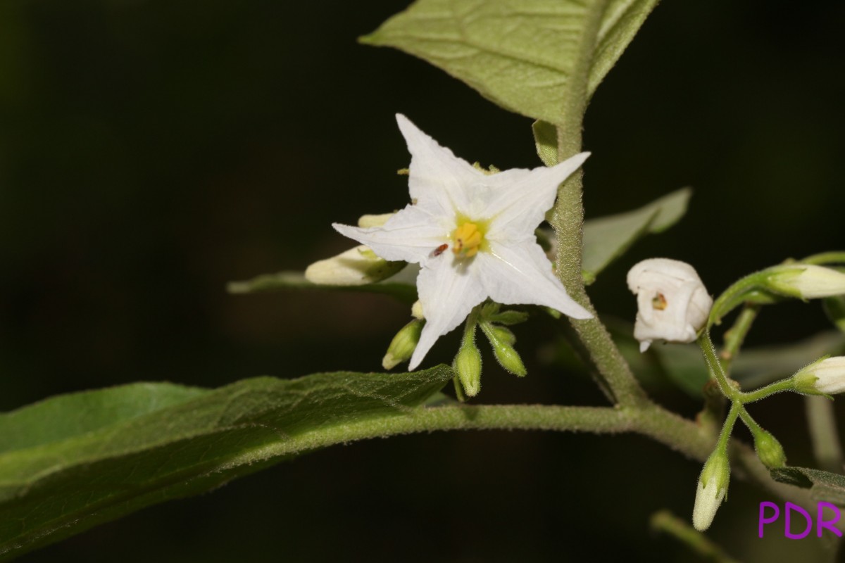 Solanum torvum Sw.